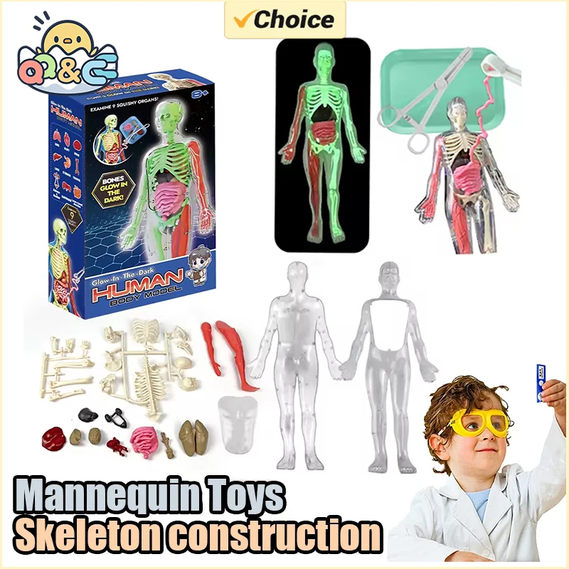 Modèle d'enseignement biologiq - Model Kit Fantasy avis et prix